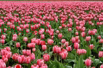 3 Steps to Create a Successful Spring Campaign