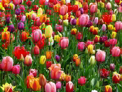 Spring into Fundraising: A Nonprofit's Guide to Growth this Season